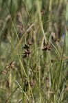 Saltmarsh bulrush